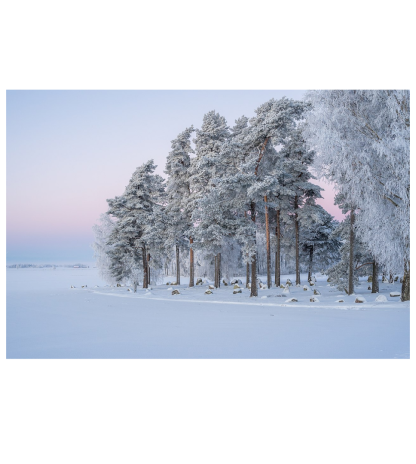 Árvores com neve